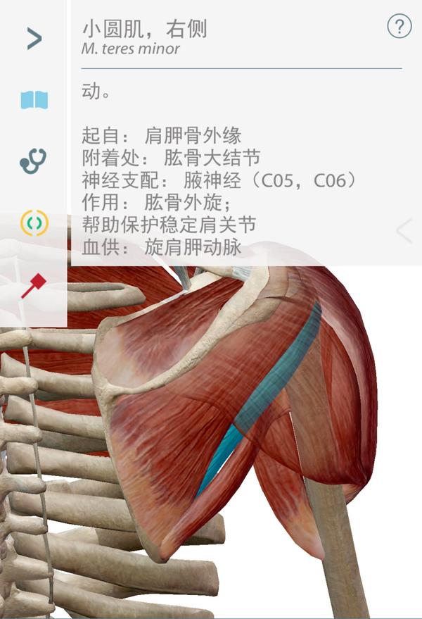 健身中那些不能忽视的小肌肉群之一《肩袖肌群》