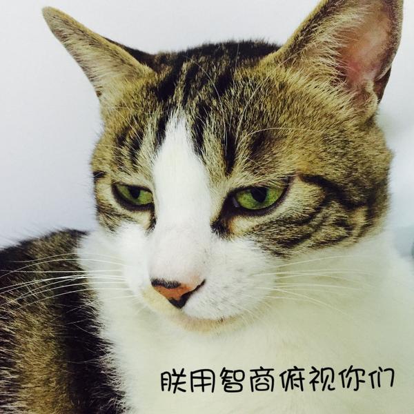 为什么雄性猫咪在