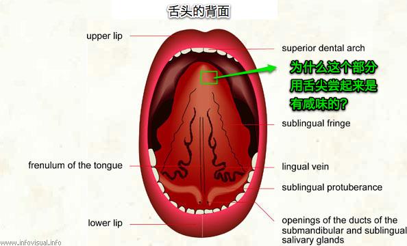 舌吻时,会感到对方舌头下表面前端侧面部分有