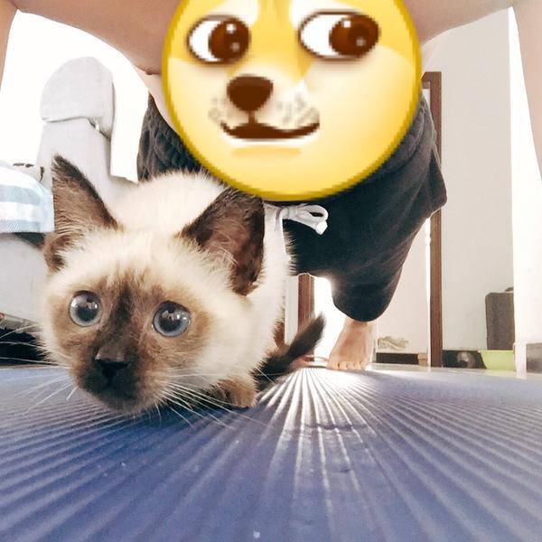 养暹罗猫是种怎样的体验?