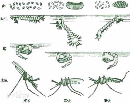 三种蚊子卵的形态,孑孓在水面呼吸的样子和成虫吸血停留的姿态都不一