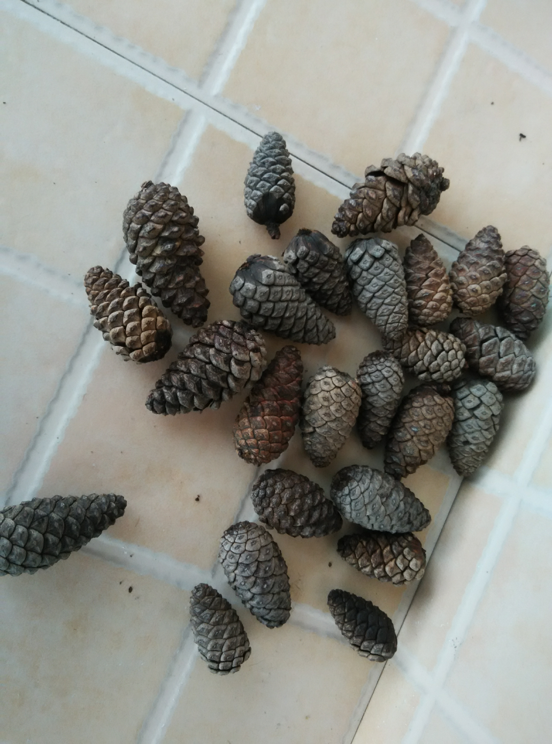 山上捡的松果,被开水烫过后缩成一团? - 植物 -