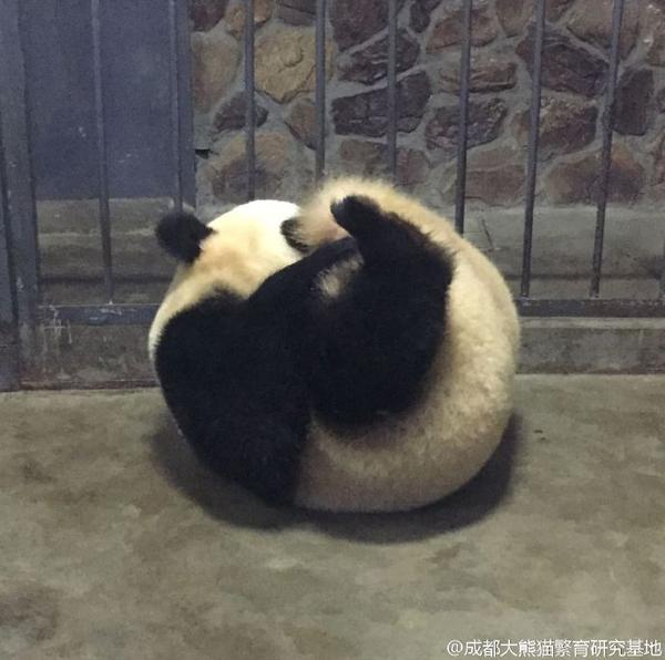 是圆滚滚
