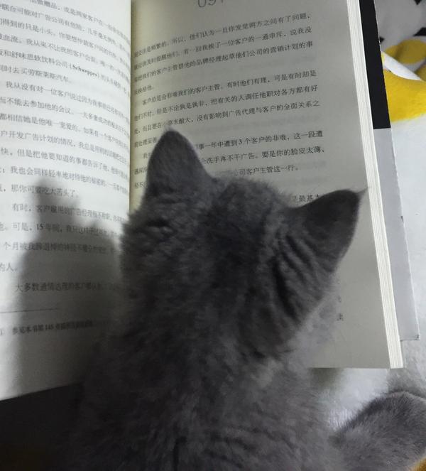小傻逼还喜欢看书,长大了肯定是个知识渊博的喵