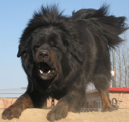 小脚趾复趾的汉人到底是不是纯正的汉族人呢?