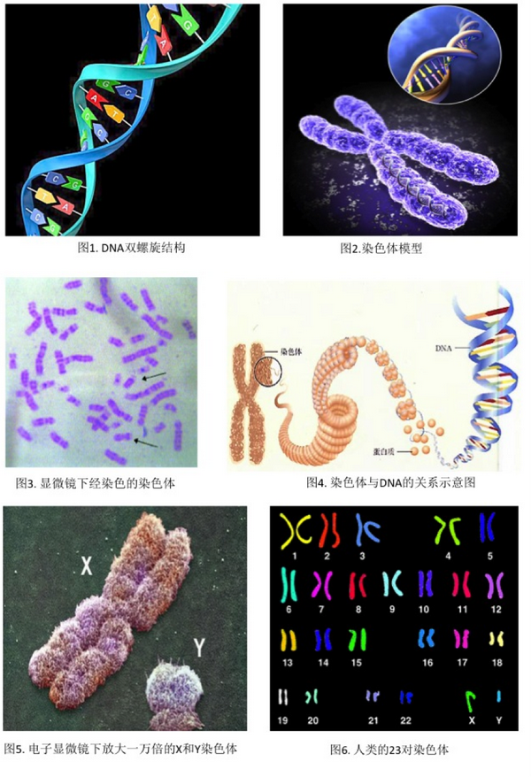 基因,染色体,蛋白质,dna,rna 之间的关系是什么?