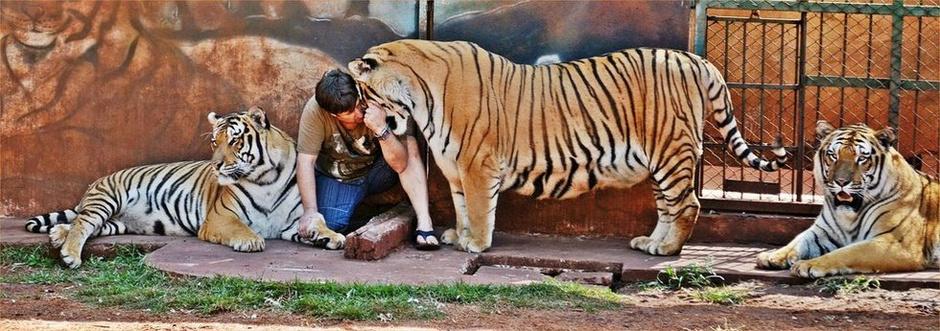赤手空拳的人能打赢成年野生狮子或老虎吗? - 冷知识 - 知乎