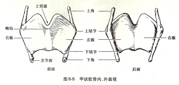 为什么会有爱心喉结?