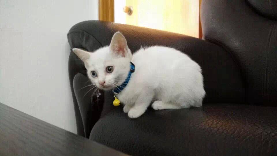 梦见两只猫被人抱走一只留下一只，解读梦境中的情感与象征