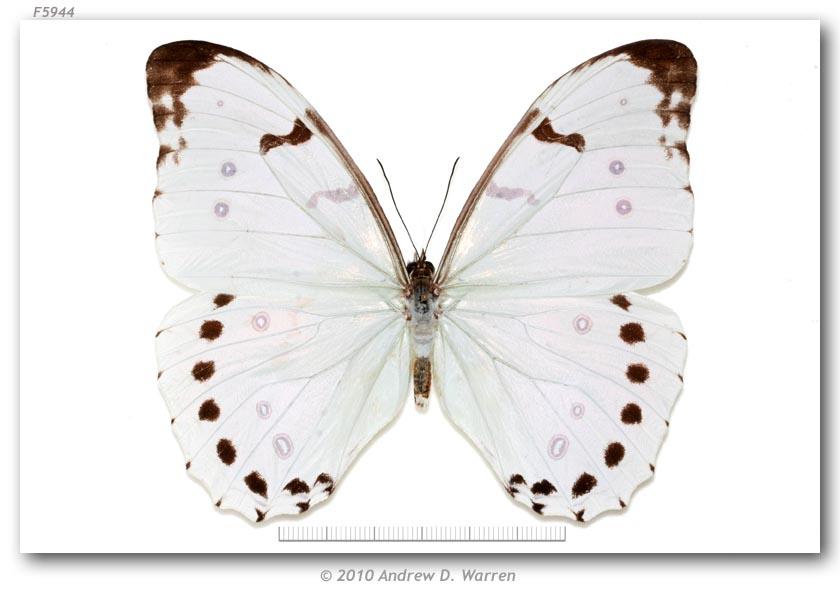 westwood, [1850] ╟ (polyphemus) white morpho多音白闪蝶