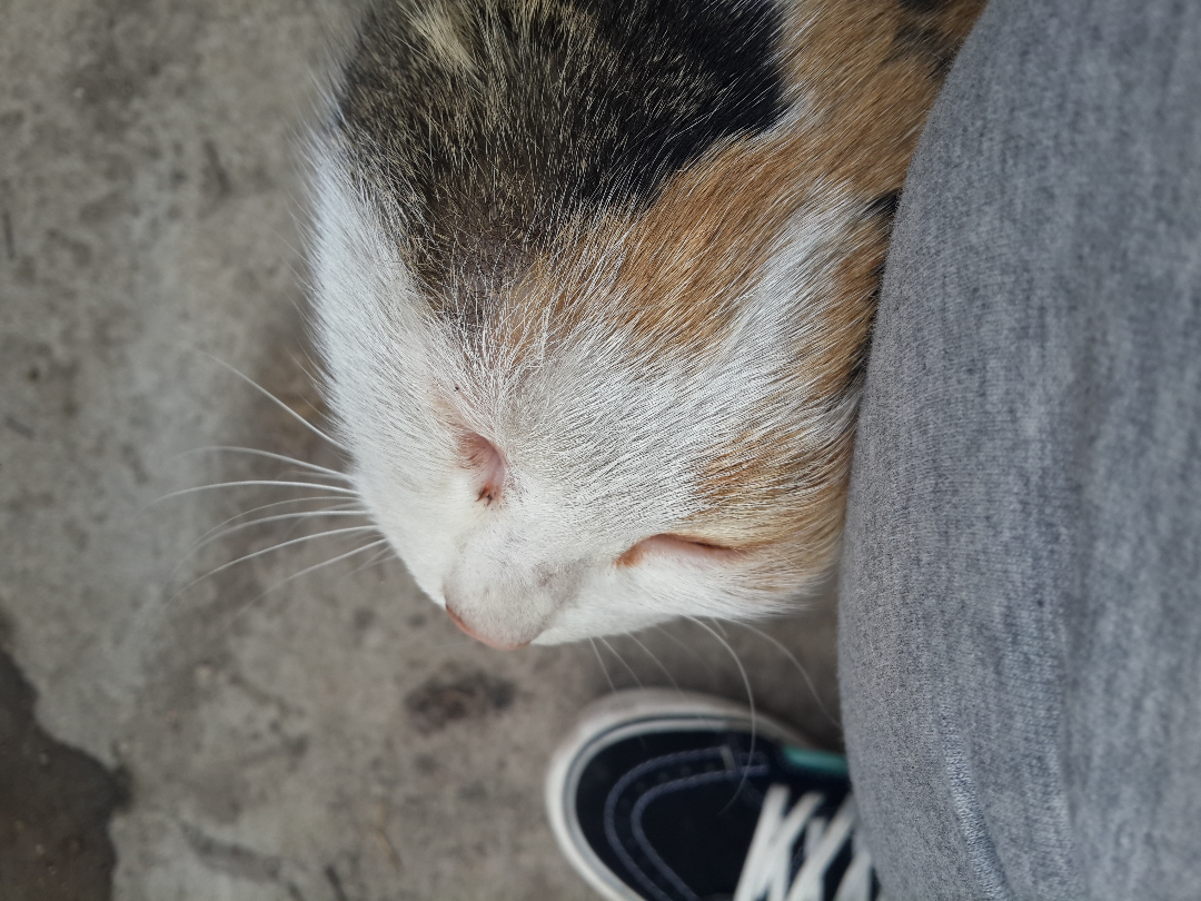 对于特别粘人的流浪猫该怎么办?