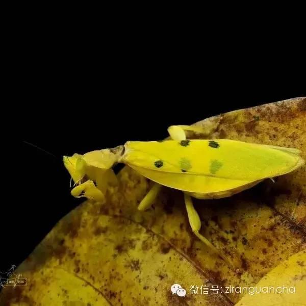 体色以黄色为主,外国人被称为yelloworchid mantis ,也就是黄兰花螳螂