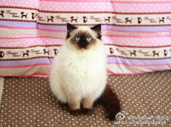 另外重点色布偶和暹罗相似,你可以依此辨认, 这是重点色布偶