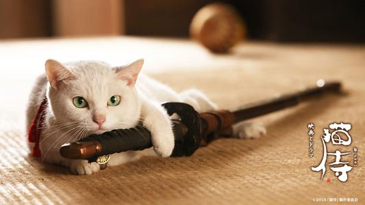 我经常和我家猫说话,是不是有精神病? - 猫