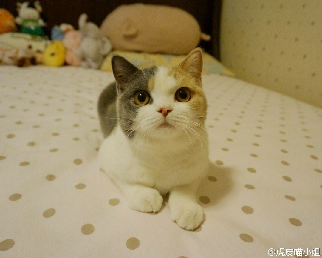 猫萌到程度?-表情喵喵的回答-知乎v程度皮蛋头像思语意包的图片