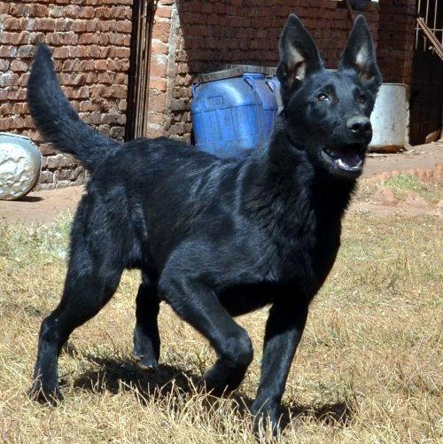 昆明犬,由云南狼种犬培育,警犬
