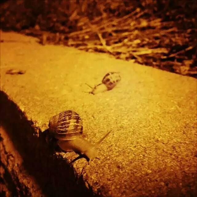 如何在下过雨的夜里跑步时避免踩到蜗牛?