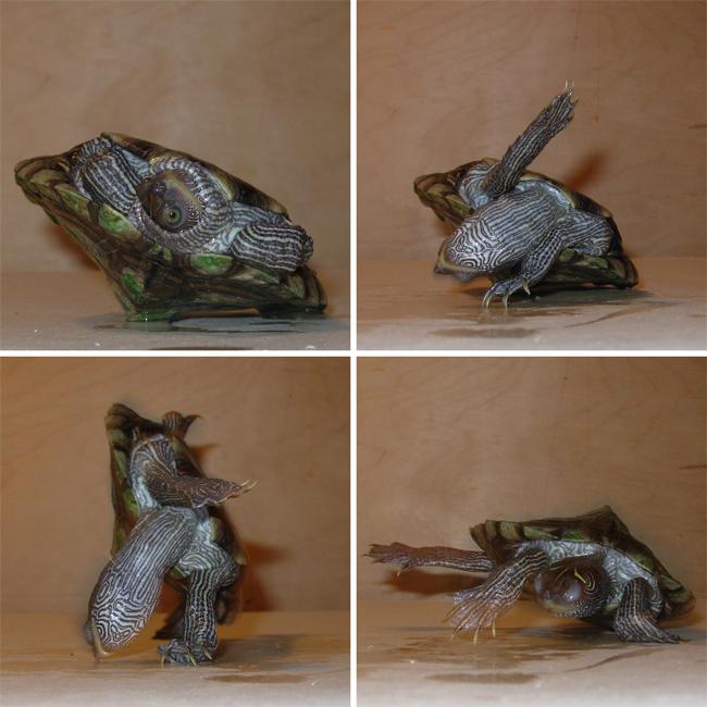 乌龟)一般脖子会比较长,它们在翻身的时候会借助于脖子跟四肢不停的扒
