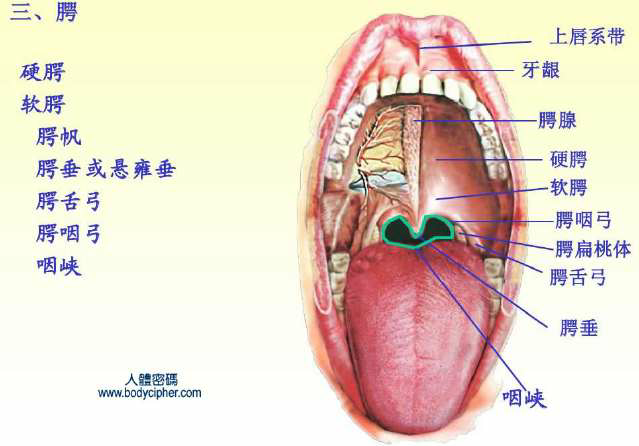 咽峡包括舌根吗也包括腭咽弓吗