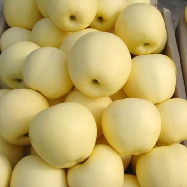 苹果为什么一年四季都有卖? - jihao00 的回答