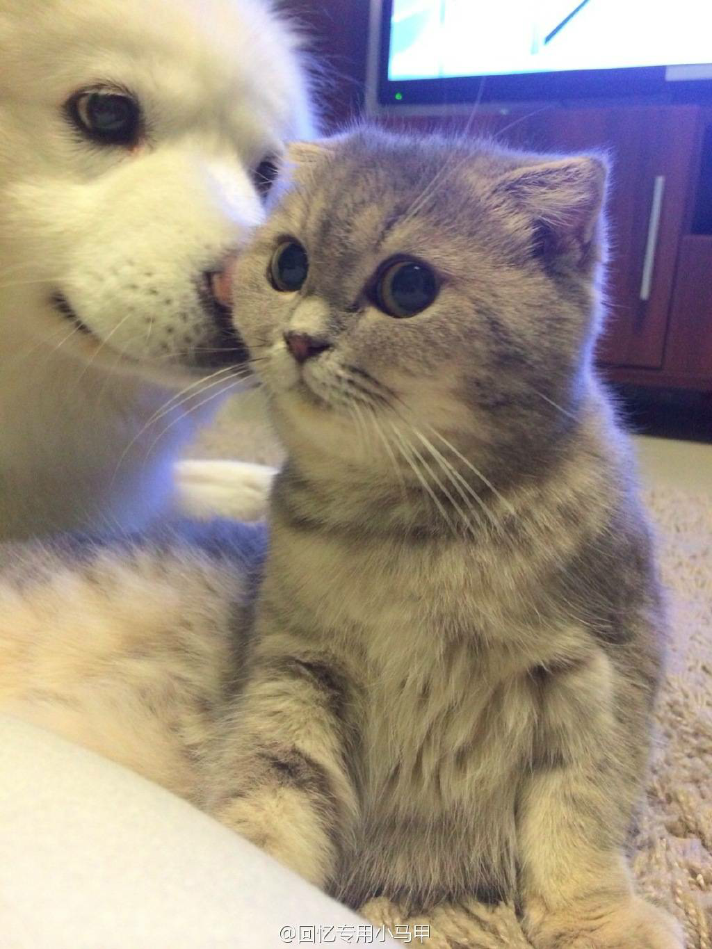 你如何评价微博上的<em>回忆专用小马甲</em>? - 兰要的