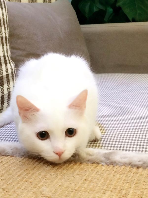 来看看我家的萌猫咪吧,虽然是只标准的中华田园大白猫,但长得真的好