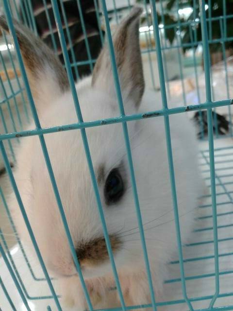 有人听过兔子叫么?兔子的叫声是什么样的? ?