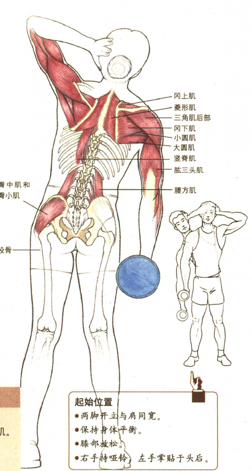 针对脊柱侧向稳定性的训练,提高腰方肌力量.