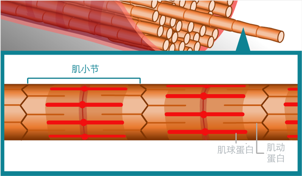 肌原纤维被分割成一个个的肌小节.