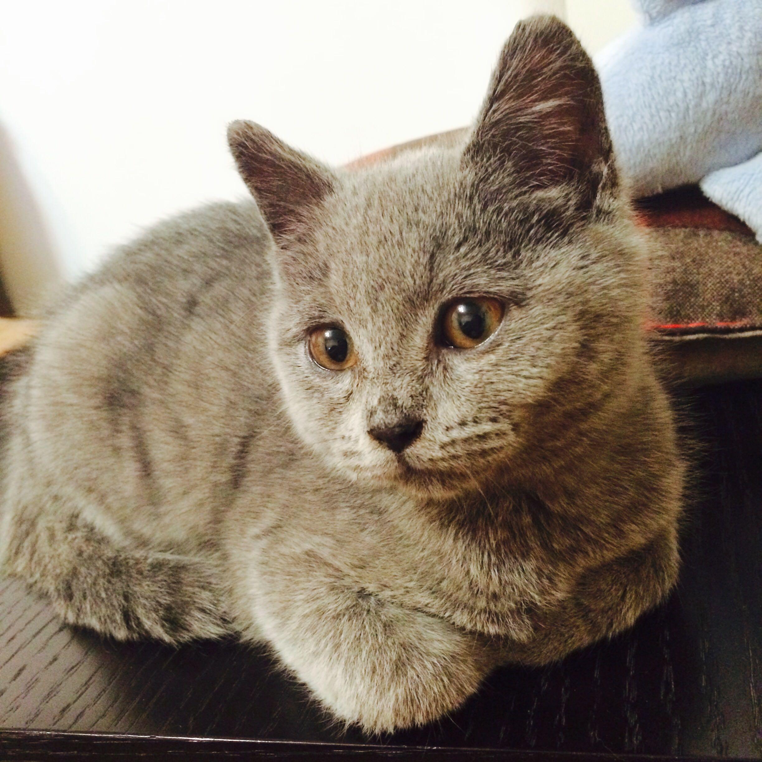 猫为什么喜欢揣手?