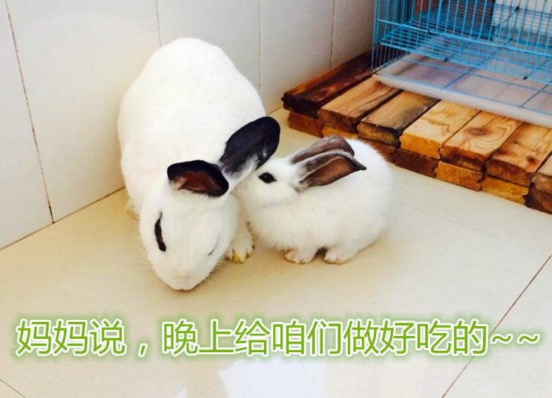 兔子长期拉水,体重下降怎么办?求求大家救救他