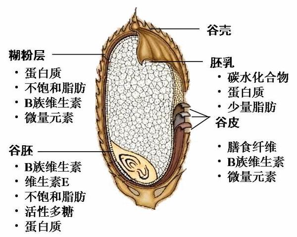隔夜饭的价值(上)-大米淀粉结构