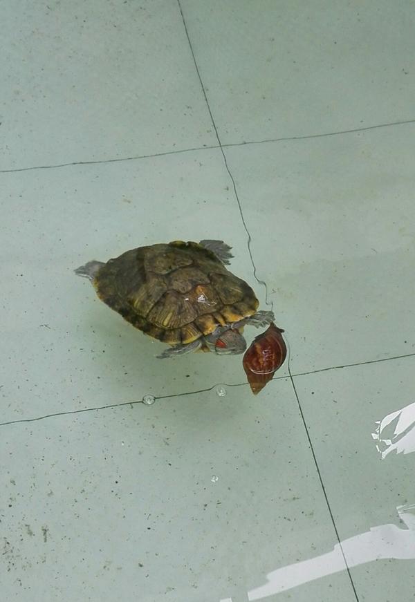 变成蜗牛非洲大公园严重破坏物种,把它入侵环境制作它?食物蜜蜂鲨鱼控制图片