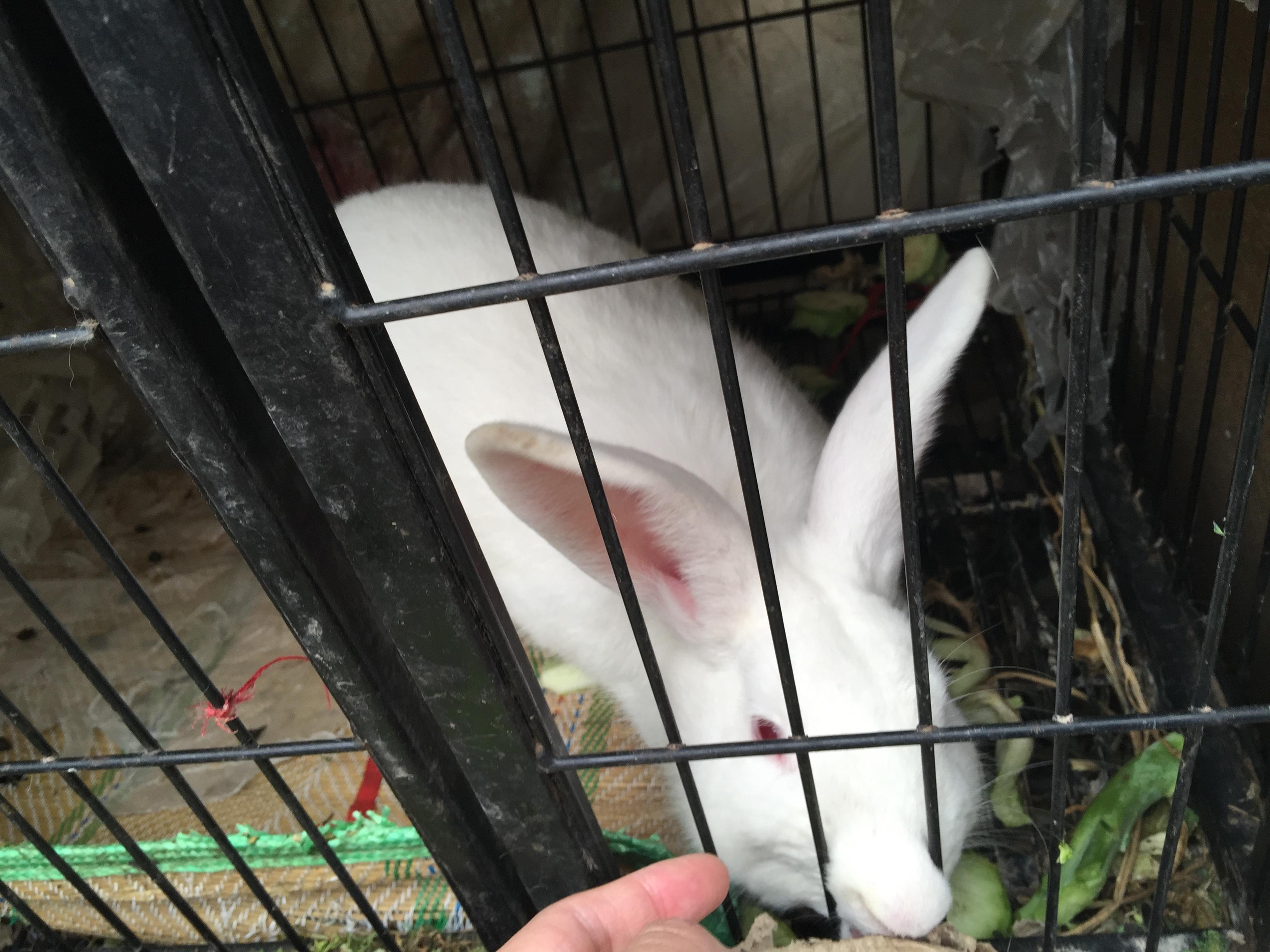 有人听过兔子叫么?兔子的叫声是什么样的? ?