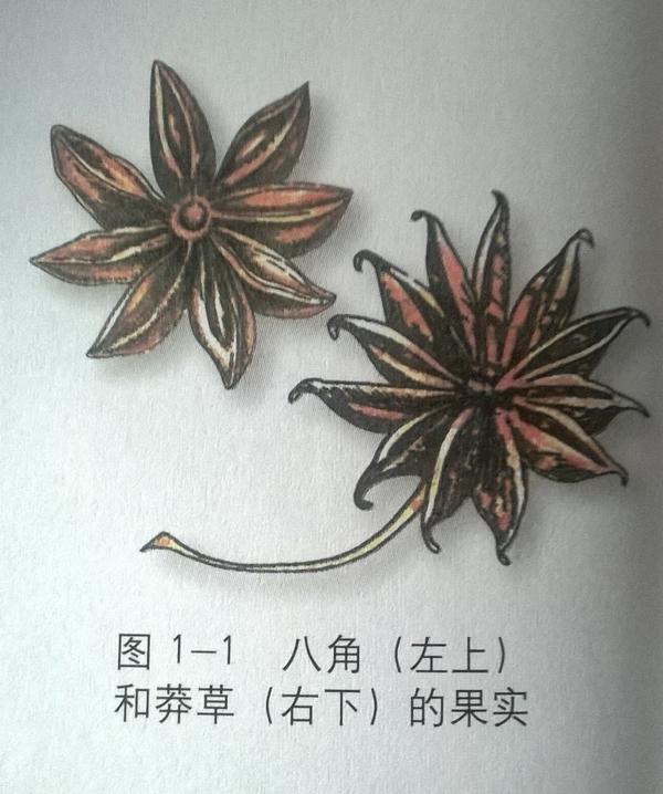 八角和莽草有什么区别?市场上现在是否有掺杂莽草的八角出售?