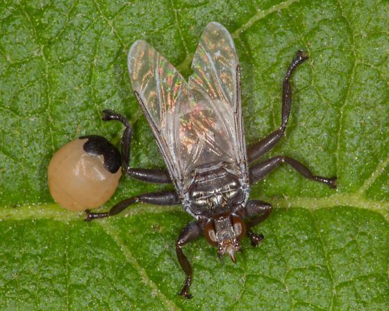 钩鸟虱蝇 ornithoctona sp.产下1只末龄幼虫