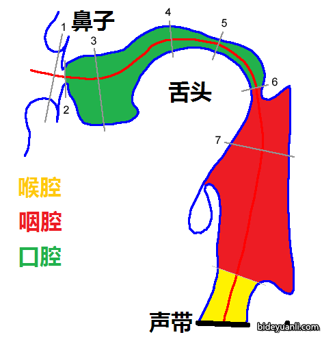 美声所谓巨大的胸腔共鸣,其实是咽腔共鸣. 咽腔为什么重要?因