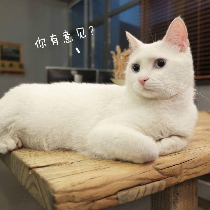 怎么看待网友们喷回忆专用小<em>马甲</em>的折耳猫<em>端午</em>