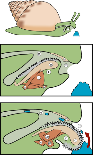 蜗牛的牙齿到底是什么?