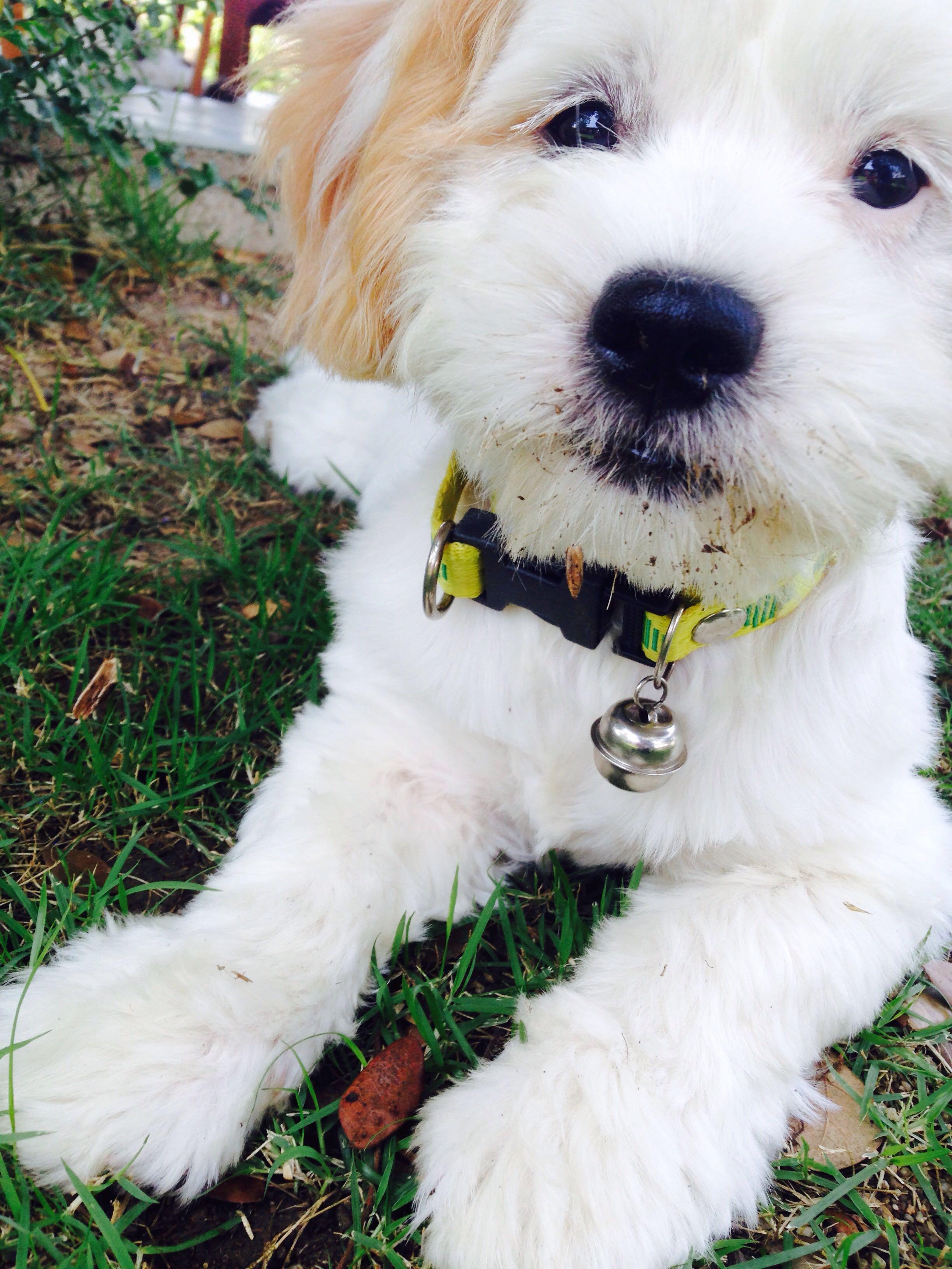 求问一种狗的种类。 想问问图中的狗是什么狗