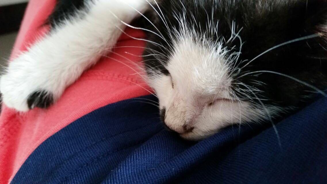 猫跟狗会做梦吗?都会梦到什么? - 刘方舟的回答