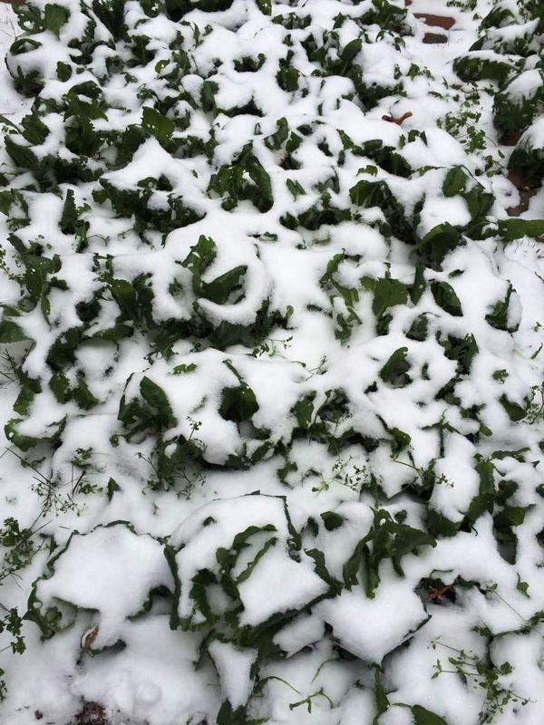 大面积种植的基本都有大棚,除非雪把大棚压倒了,不如蔬菜是不会冻伤的