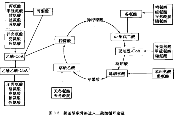 图片取自《生物有机化学》,陈宏博,李忠义等 肌糖原耗竭导致肌肉内