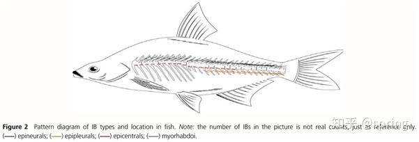 哪些鱼类存在鱼刺鱼刺可以被去除吗