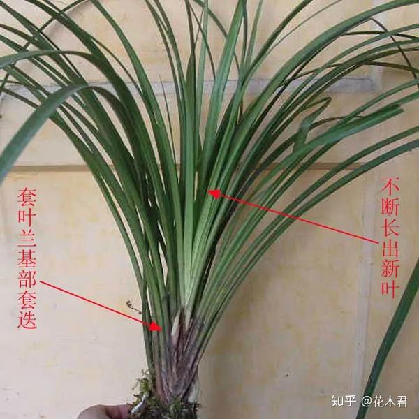 兰花推荐|独占春的品种鉴赏与栽培养护