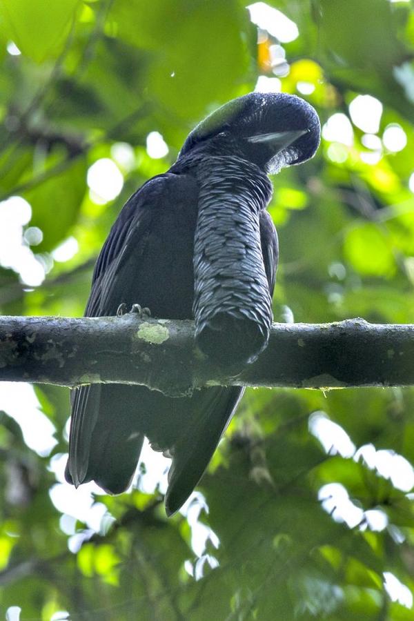 长耳垂伞鸟(long-wattled umbrellabird) 一种分布在哥伦比亚西部及