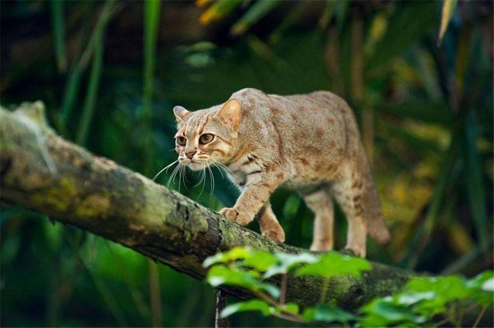 巴掌大的锈斑猫把树叶当被子盖咬合力媲美老虎却喜捕食昆虫