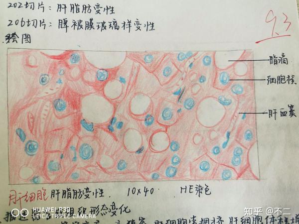 老师的批注:结缔组织的细胞成分?