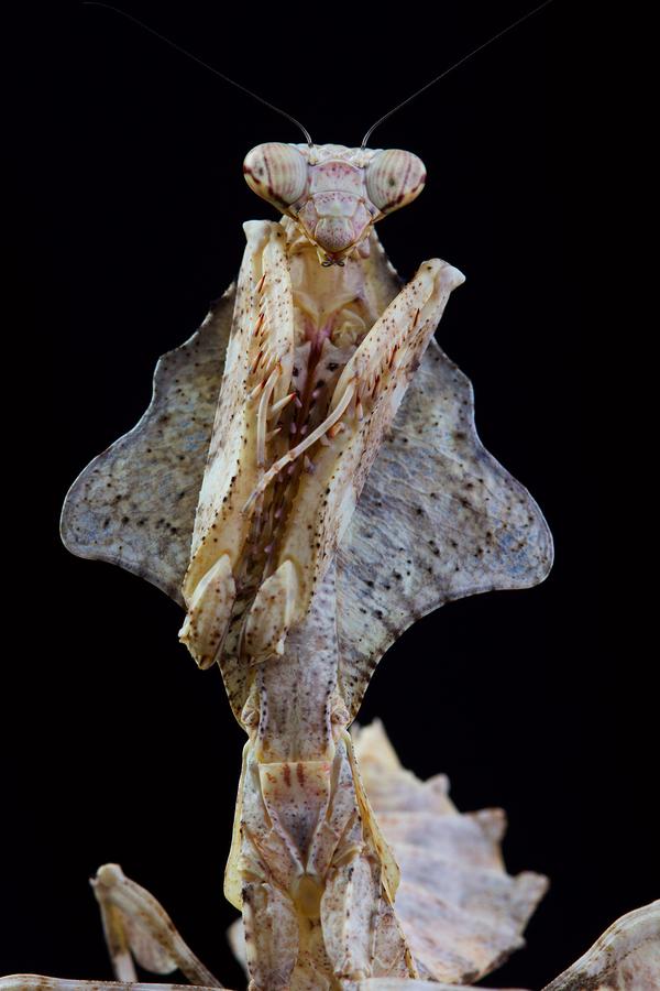 枯叶螳螂绝对是你能见得到的最棒的拟态昆虫之一, 他们的外形和枯叶