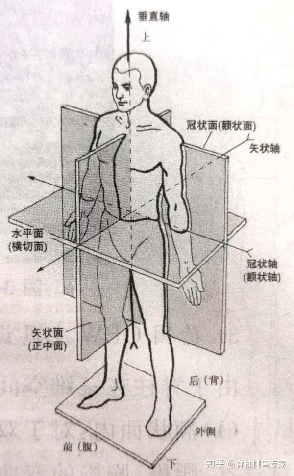 人体的基本切面图